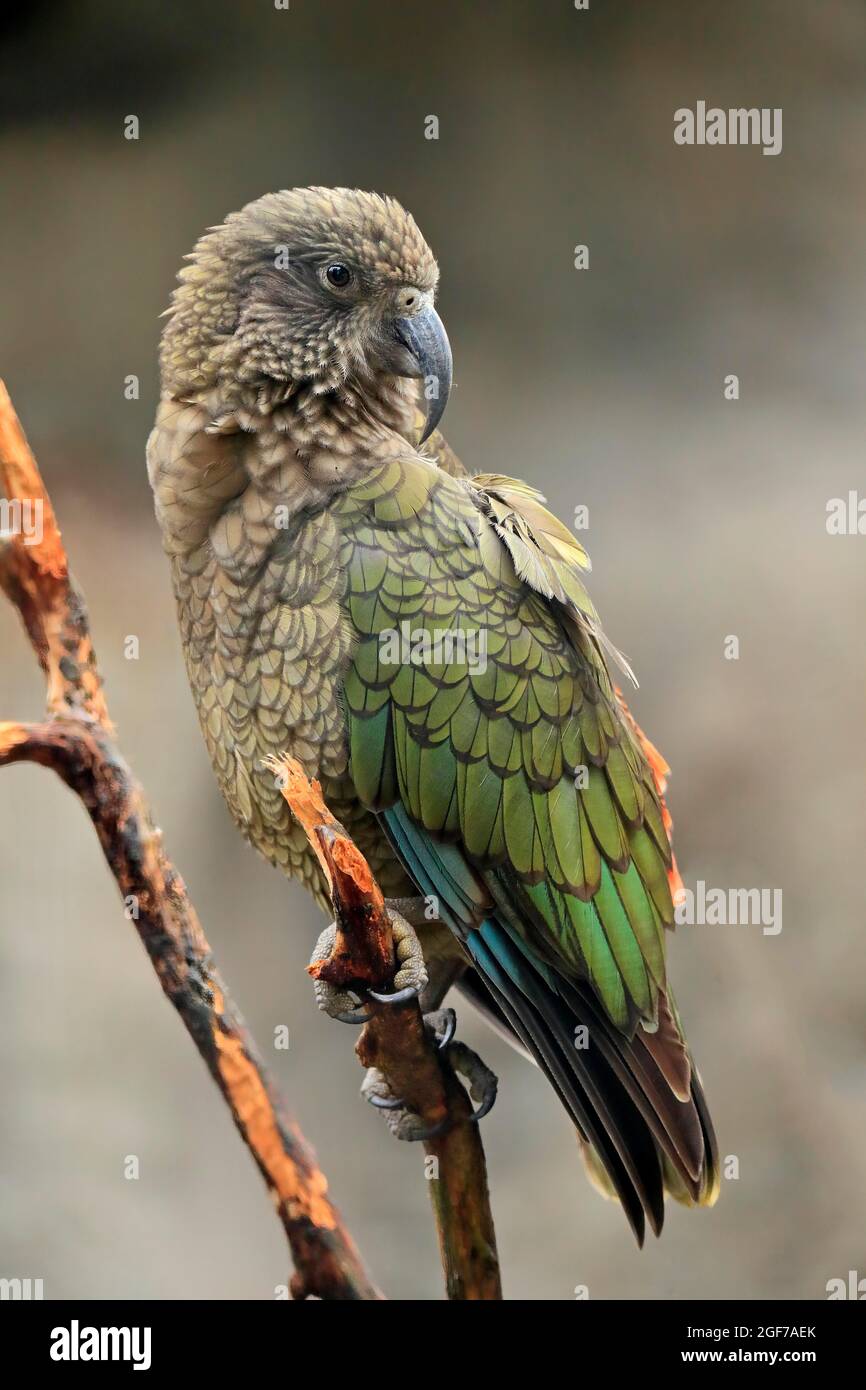 Kea (Nestor notabilis), Kea, Erwachsener, auf der Wache, gefangen, Neuseeland Stockfoto