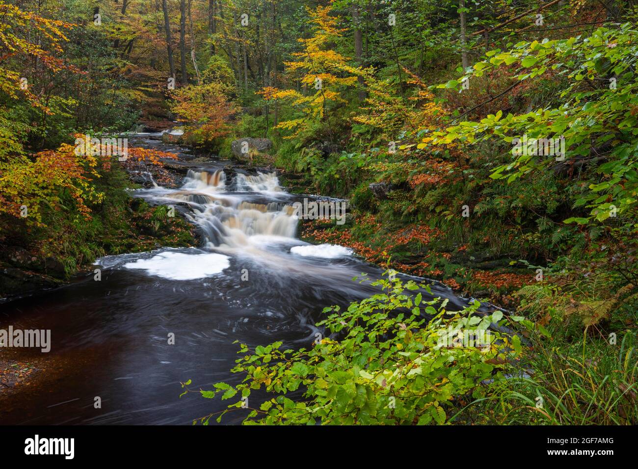 La Hoegne Torrent, High Fens, Ardennen, Belgien Stockfoto