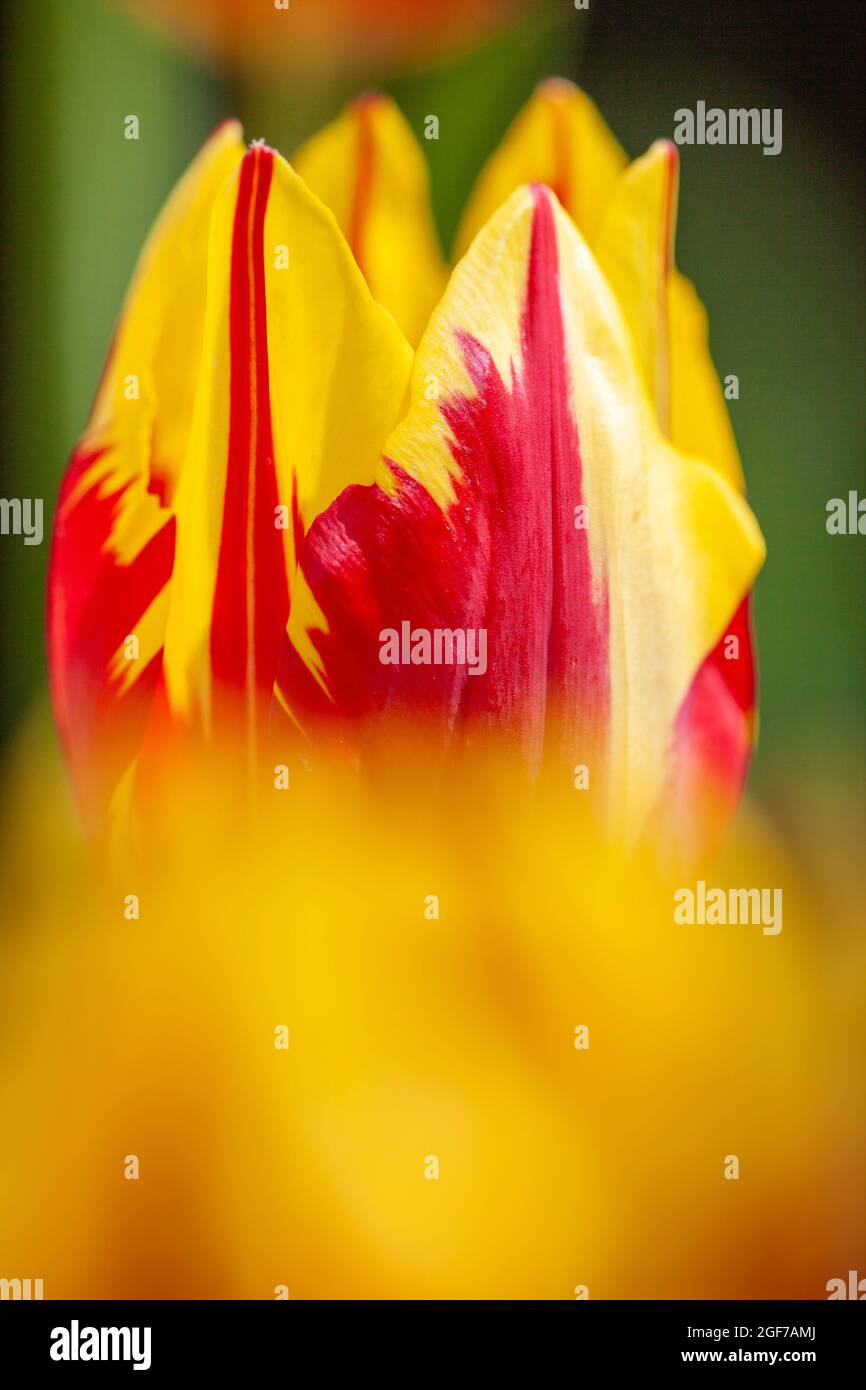 Tulpe Flaming Heart, Deutschland Stockfoto Tulpe Flaming Heart, Deutschland Stockfoto