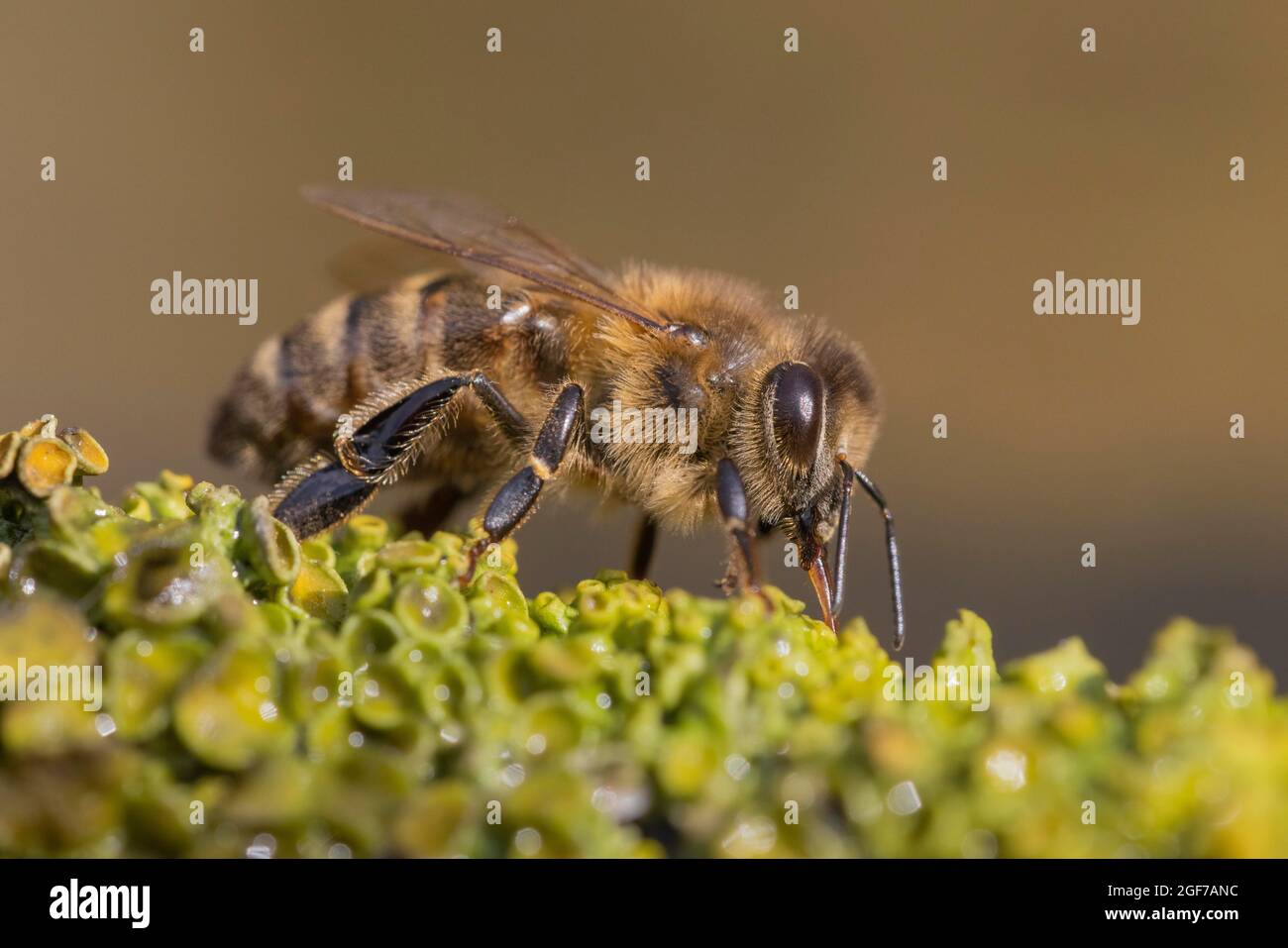 Honigbiene (APIs), die Flüssigkeit aufnimmt, Deutschland Stockfoto