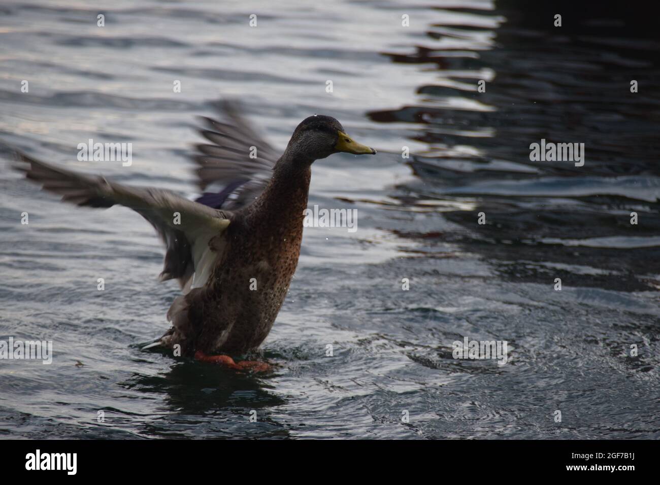 Eine Ente im flug in Überlingen am Bodensee Stockfoto