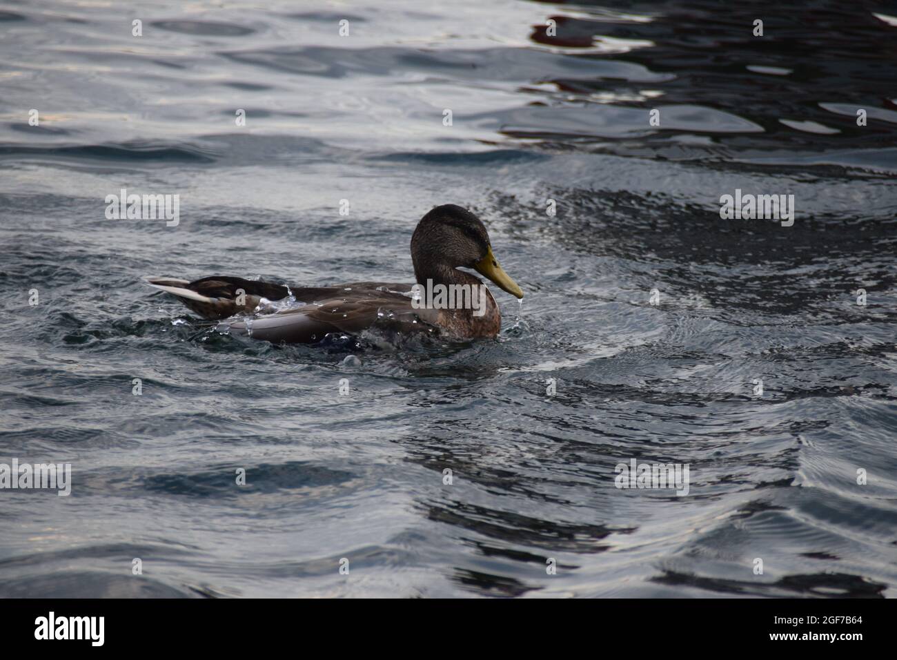 Eine Ente im flug in Überlingen am Bodensee Stockfoto
