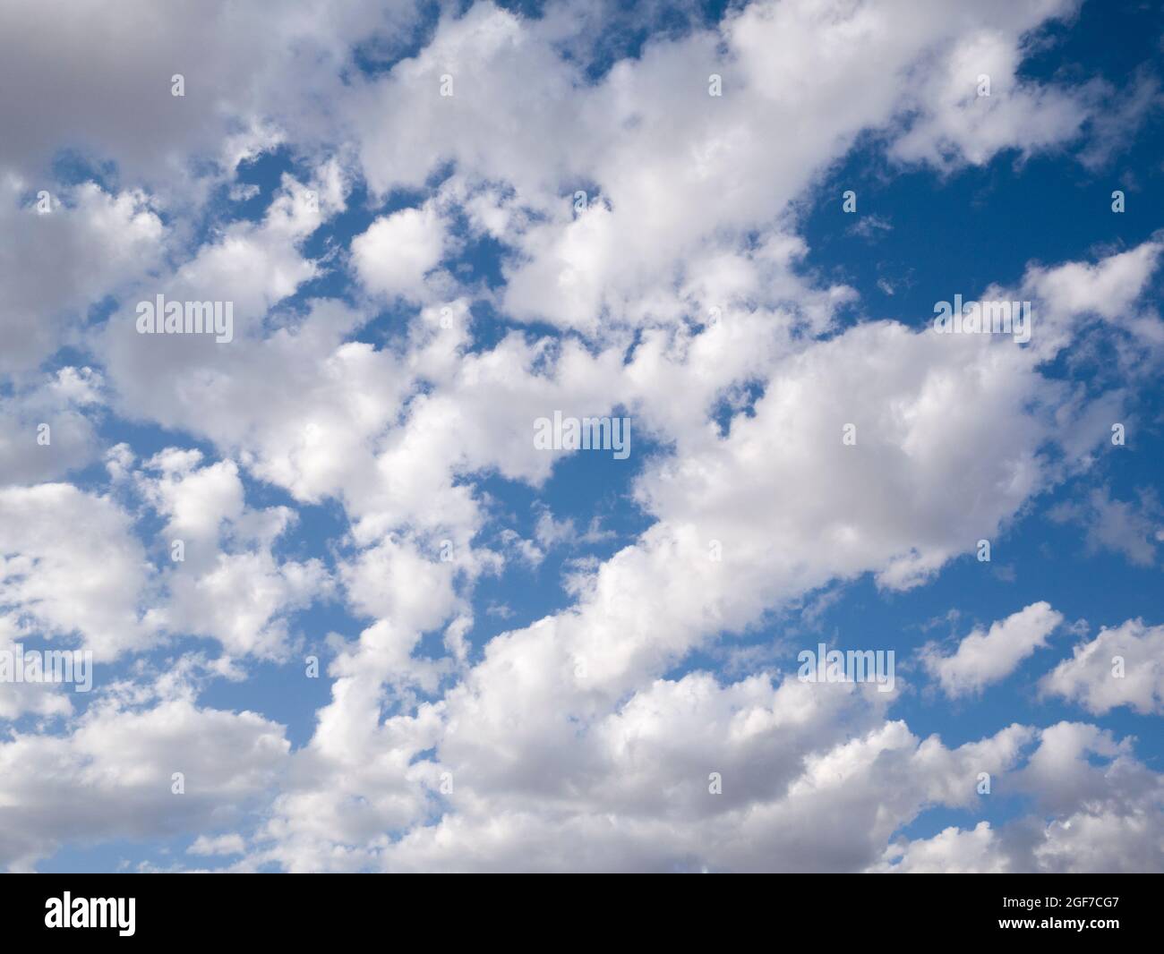 Geschwollene weiße, sonnenbeschienene Altocumulus castellanus Wolken gegen einen blauen Himmel. Stockfoto