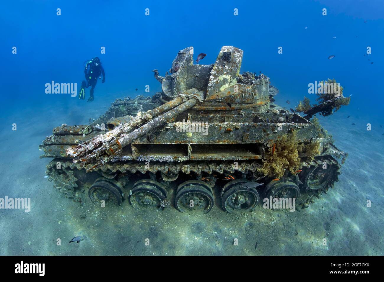 Taucher, amerikanischer Panzer M42 Duster mit selbstdrehendem 40mm-Flak-Geschütz, Wrack, Rotes Meer, Aqaba, Königreich Jordanien Stockfoto