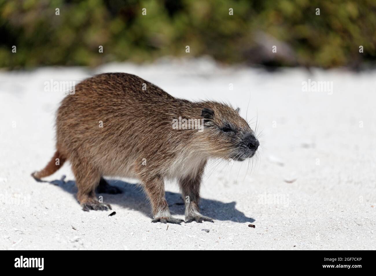 Desmarest's hutia (Capromys pilorides), am Strand, Anclita, Karibik, Island Stockfoto