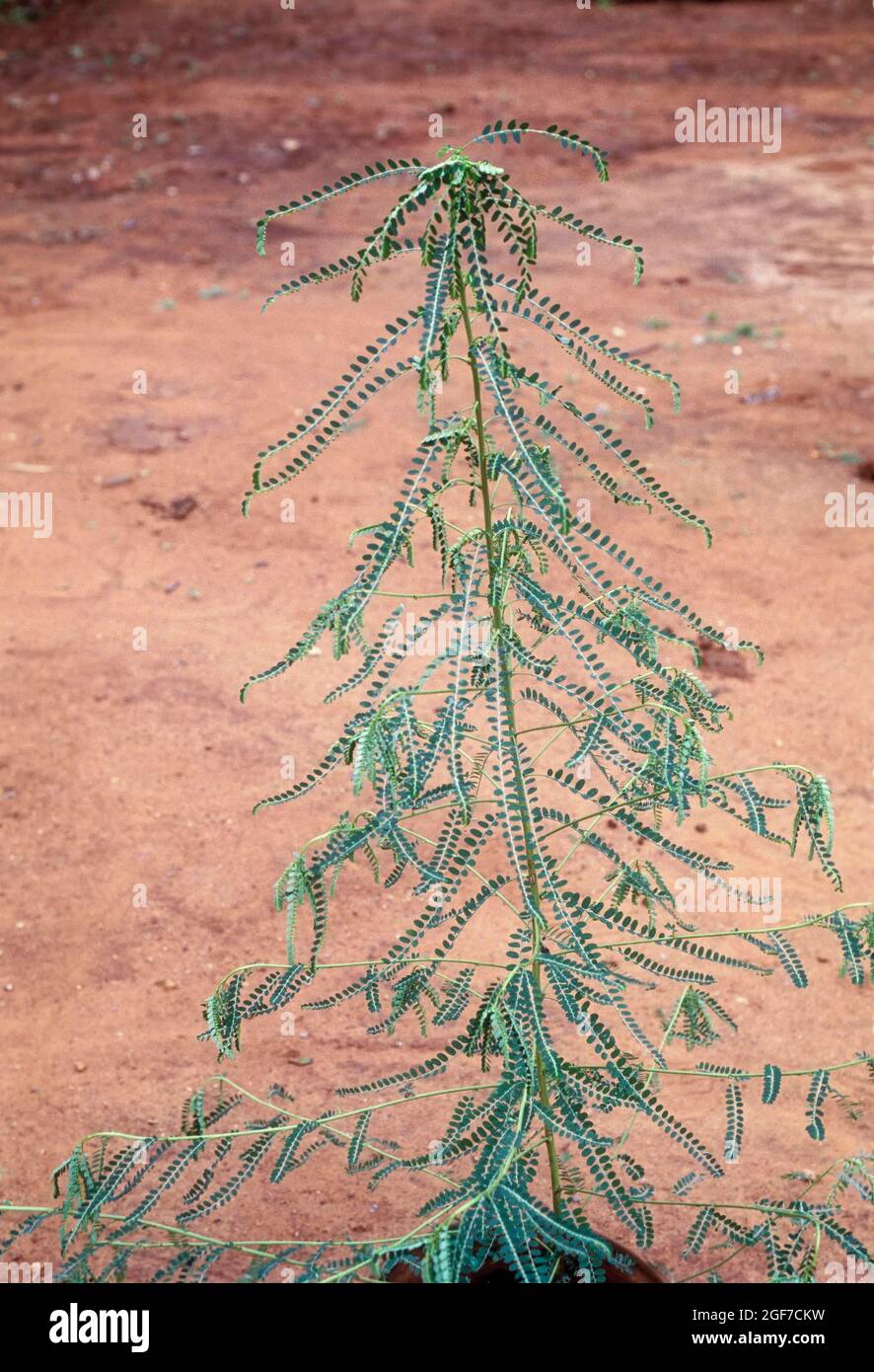 Phyllanthus amarus: Jangli amli, jar amla. Pflanzliches Kräuterprodukt, ayurvedische Heilpflanze, Indien Stockfoto