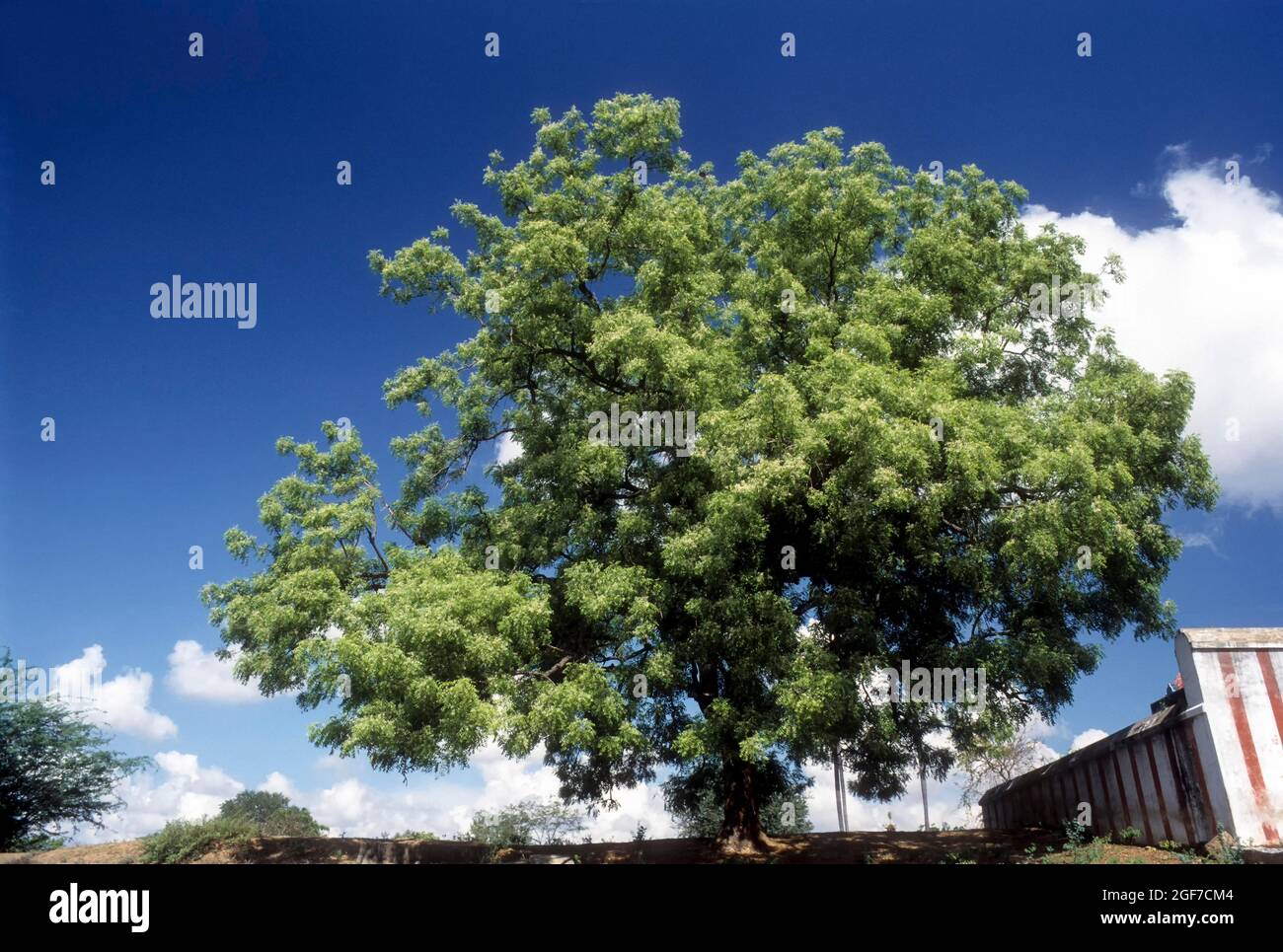 Neem Tree: Azadirachta Indica a.juss; Melia azadirachta linn., Tamil Nadu, Indien Stockfoto