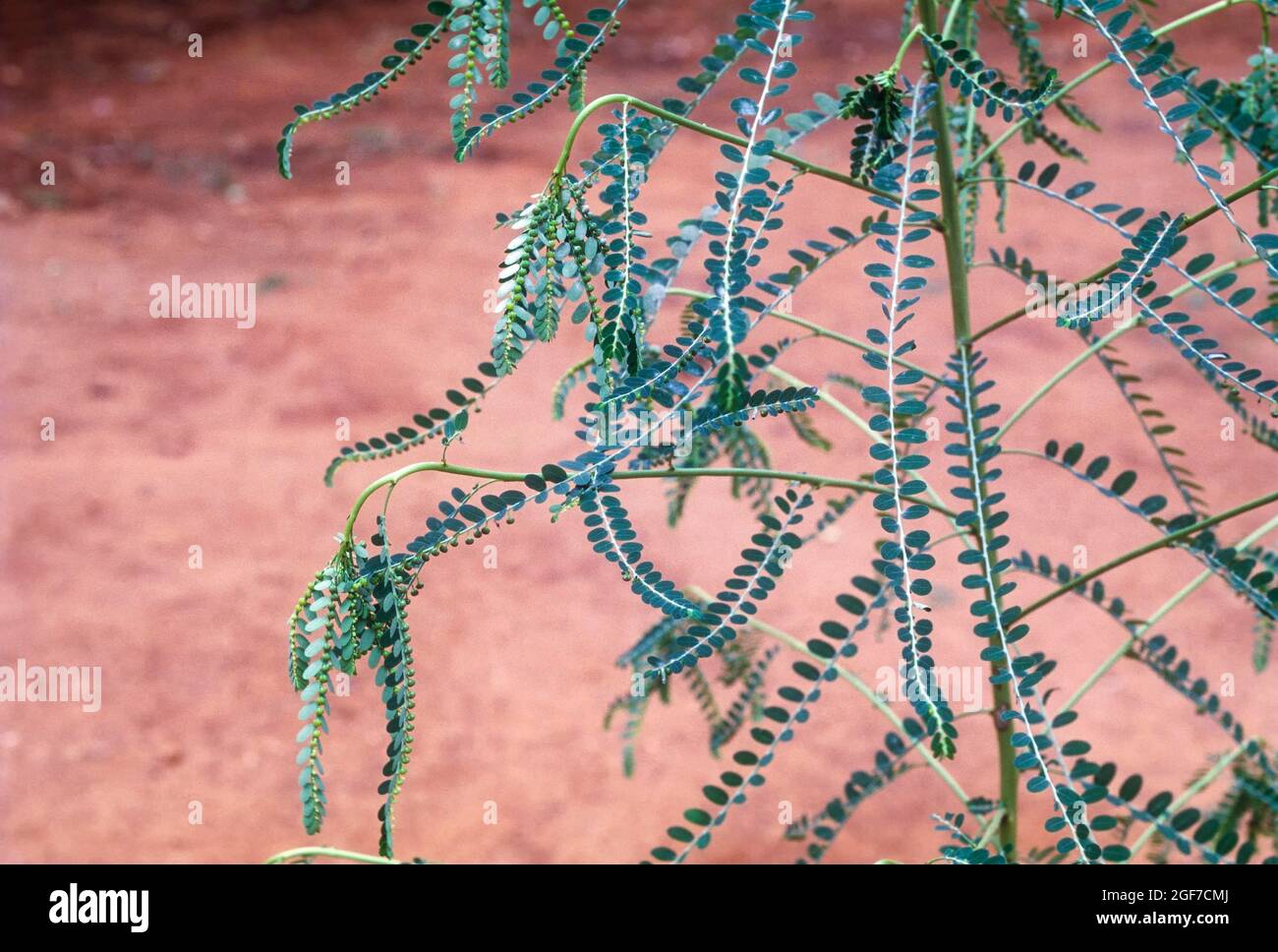 Phyllanthus amarus: Jangli amli, jar amla. Pflanzliches Kräuterprodukt, ayurvedische Heilpflanze, Indien Stockfoto