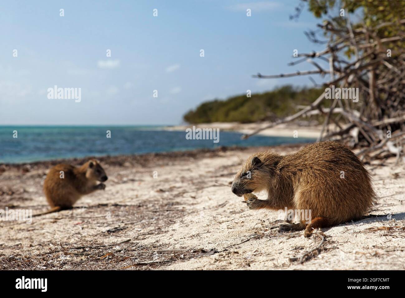 Desmarest-Hutia (Capromys pilorides), zwei, am Strand, Anclita, Karibik, Island Stockfoto