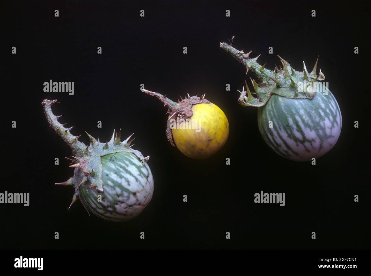 Solanum subg archaesolanum Fotos und Bildmaterial in hoher Auflösung