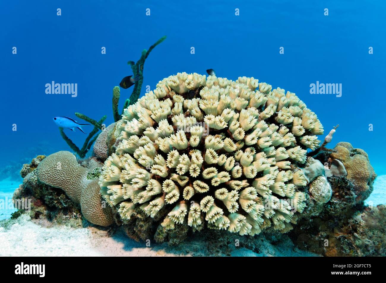 Glatte Blütenkoralle (Eusmilia fastigiata), links blaue Chromis (Chromis cyanea) Karibisches Meer in der Nähe von Maria la Gorda, Provinz Pinar del Rio, Karibik Stockfoto