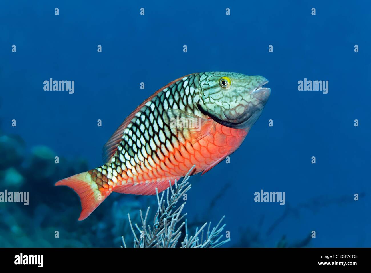 Rotbarsch (Sparisoma viride), Karibisches Meer in der Nähe von Maria la Gorda, Provinz Pinar del Rio, Karibik, Kuba Stockfoto