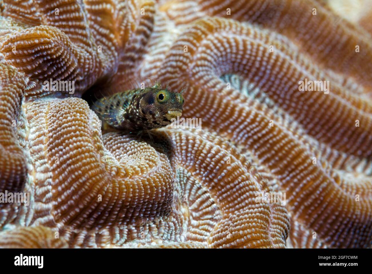 Gebänderter Hecht blenny (Acanthemblemaria maria), Blick aus dem Schutz in Bubble Coral (Physogyra lichtensteini), Karibisches Meer in der Nähe von Maria la Gorda Stockfoto