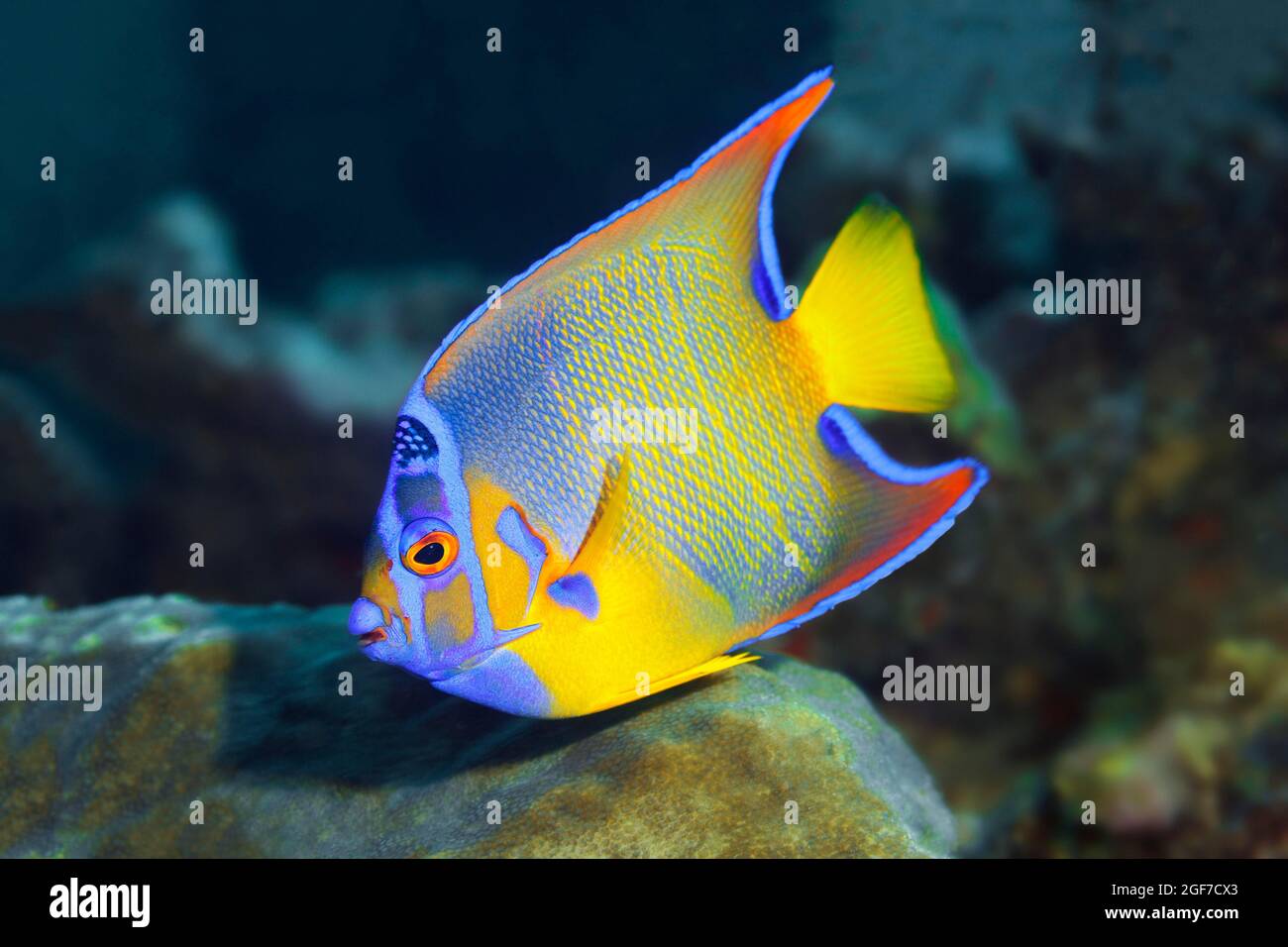 Königinnenangelfisch (Holacanthus ciliaris), Karibisches Meer in der Nähe von Maria la Gorda, Provinz Pinar del Rio, Karibik, Kuba Stockfoto