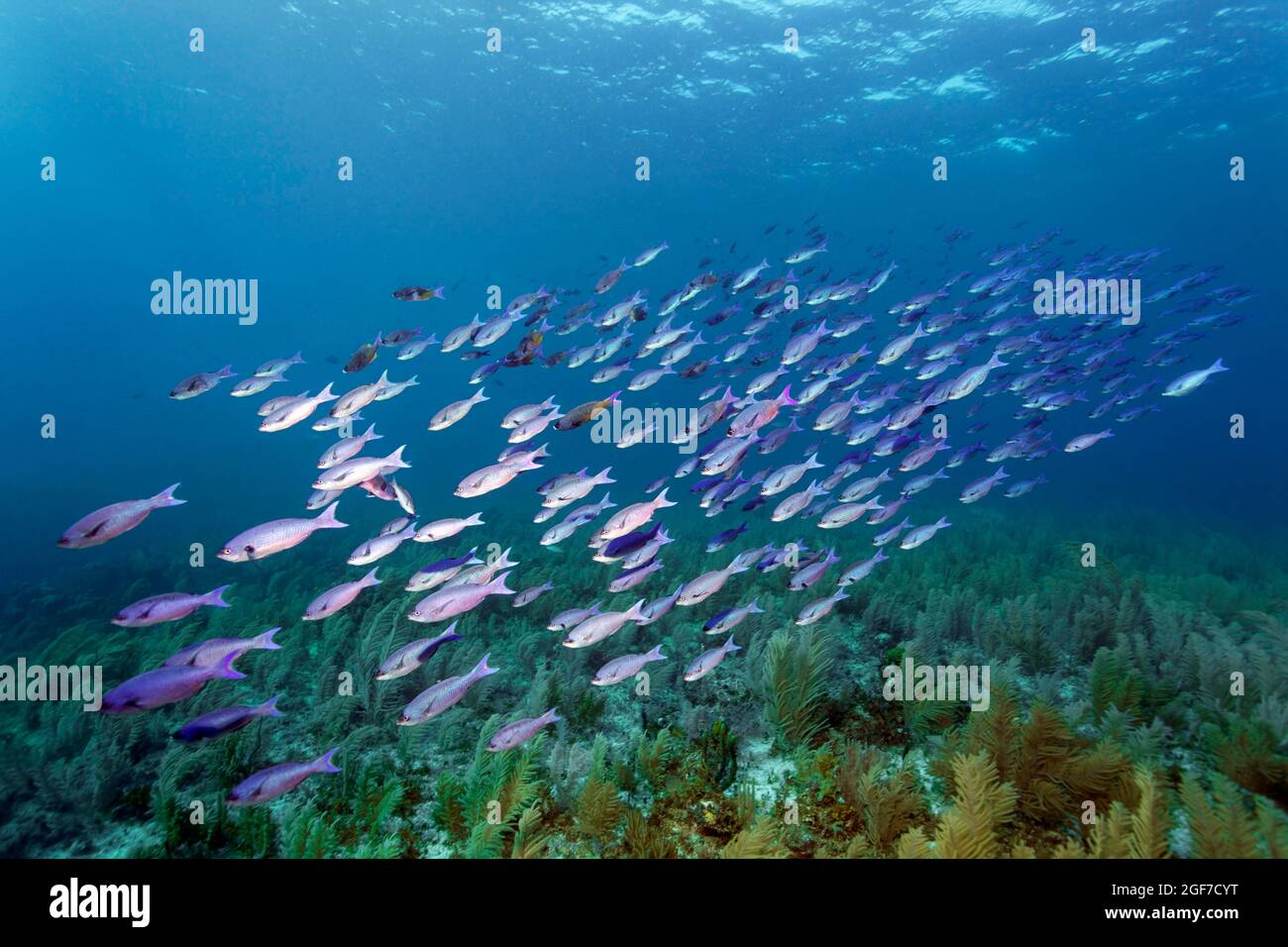 Schwarm von Barracuda waitin Boy (Clepticus parrae), der über einem dicht mit Weichkorallen bedeckten Korallenriff schwimmt, Karibisches Meer in der Nähe von Maria la Gorda, Pinar Stockfoto