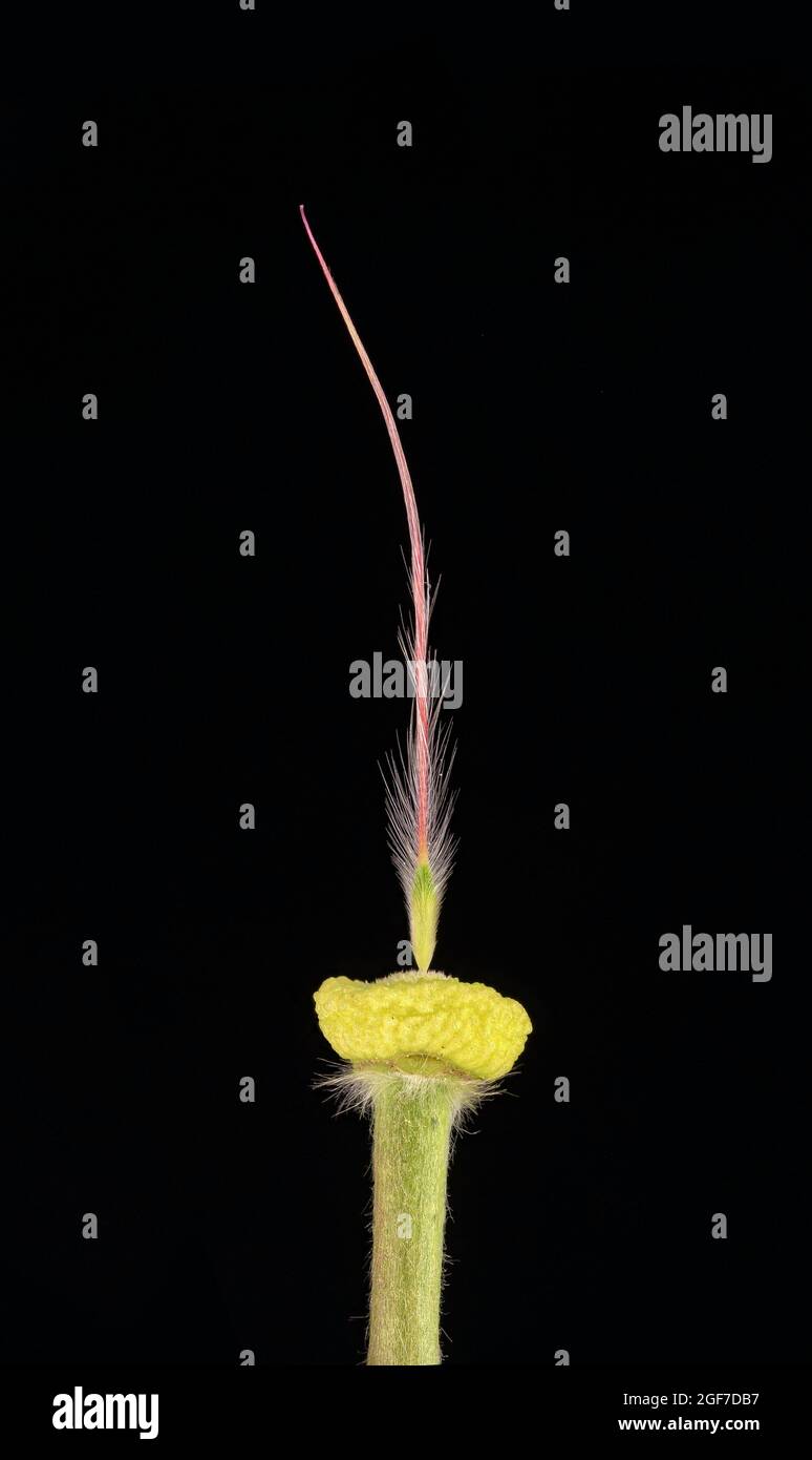 Pasquenblume (Pulsatilla vulgaris), Blütenbasis mit Nüssen und Flugorgan (Achene), Eurasien, Nordamerika, Deutschland Stockfoto