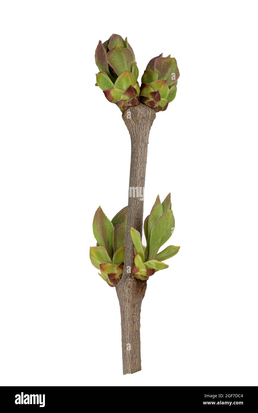 Gemeiner Flieder (Syringa vulgaris), Zweig, Blütenknospe, Blattknospe, Südosteuropa, Deutschland Stockfoto