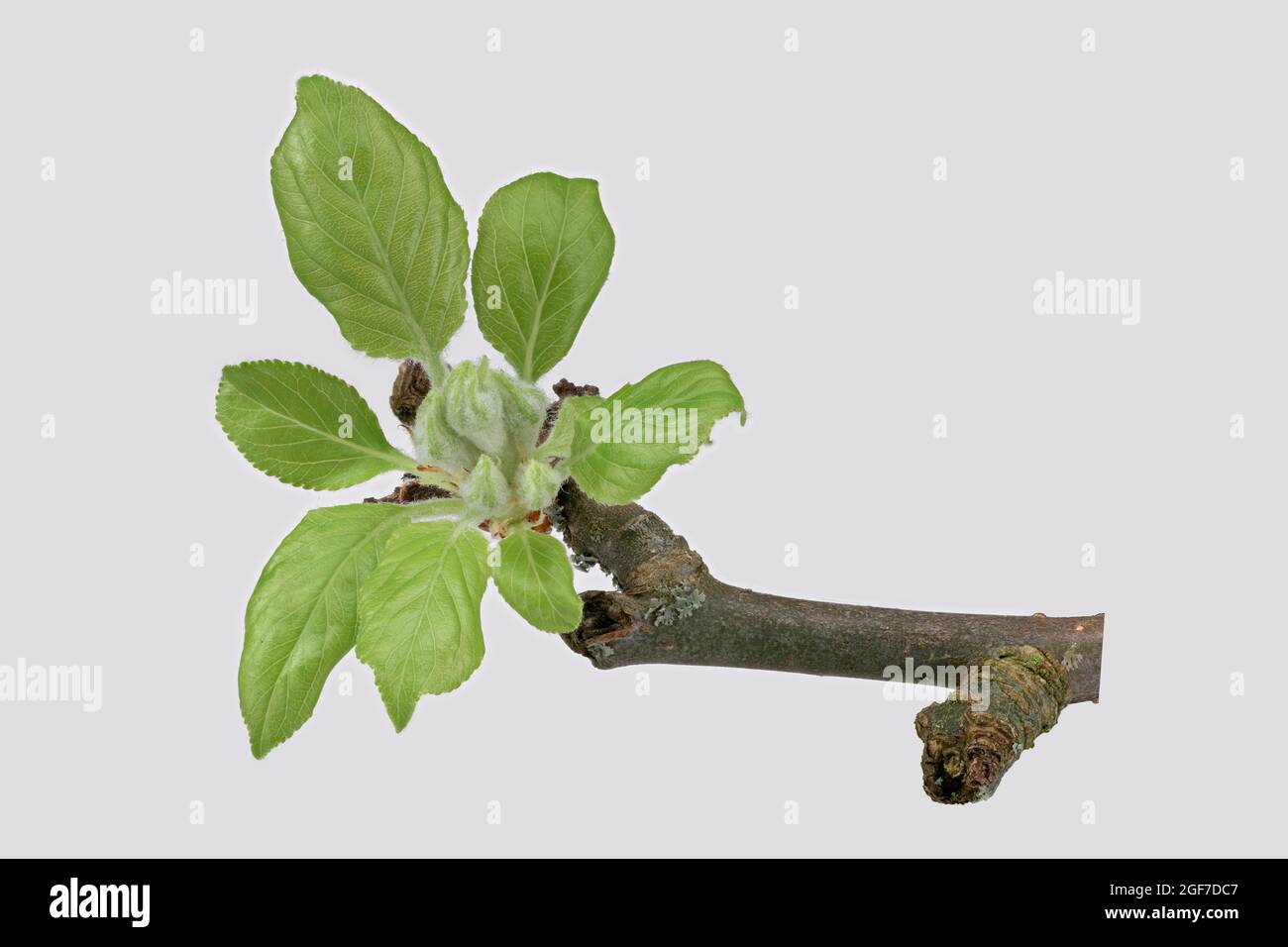 Apfelbaum (Malus domestica), Zweig mit Blütenknospe, Blatt, Deutschland Stockfoto