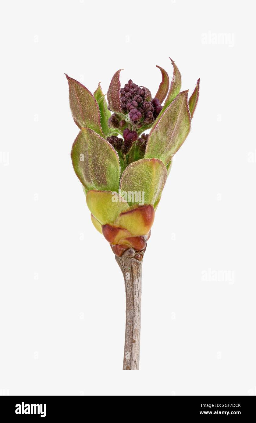 Gemeiner Flieder (Syringa vulgaris), Blume, Knospe, Südosteuropa, Deutschland Stockfoto