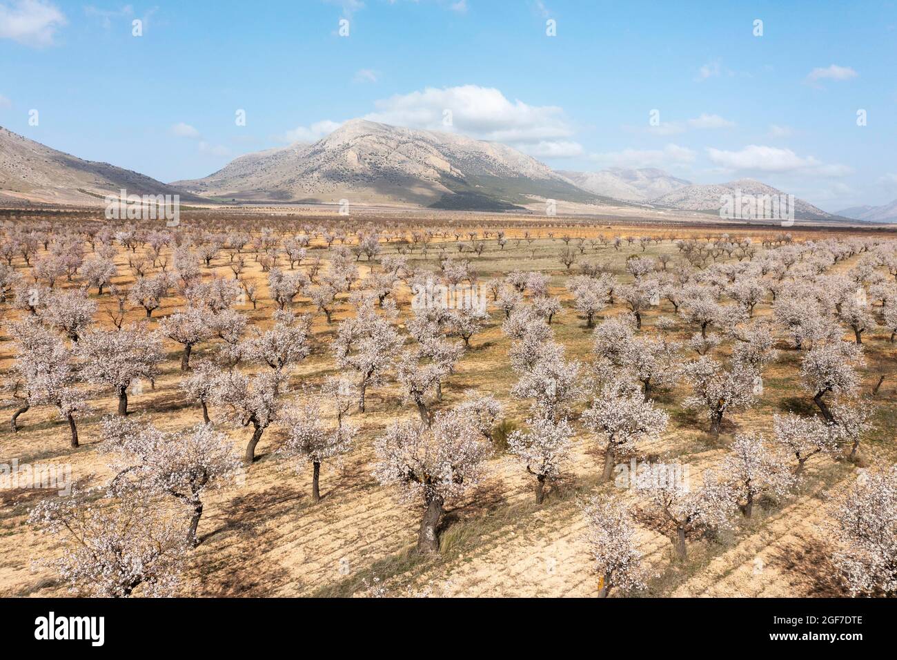 Kultivierte Mandelbäume (Prunus dulcis) in voller Blüte im Februar, Luftaufnahme, Drohnenaufnahme, Provinz Almeria, Andalusien, Spanien Stockfoto