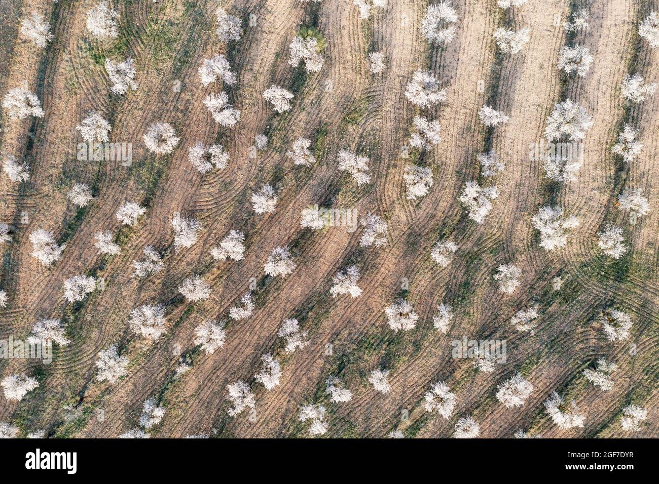 Kultivierte Mandelbäume (Prunus dulcis) in voller Blüte im Februar, Luftaufnahme, Drohnenaufnahme, Provinz Almeria, Andalusien, Spanien Stockfoto