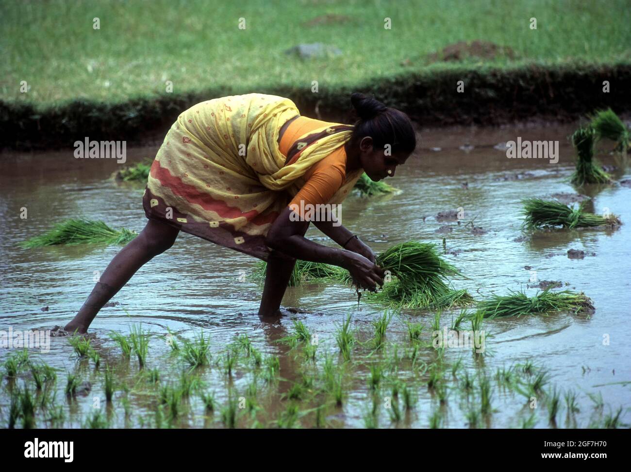 Reisfelder, die das Feld umpflanzen, Tamil Nadu, Indien Stockfoto