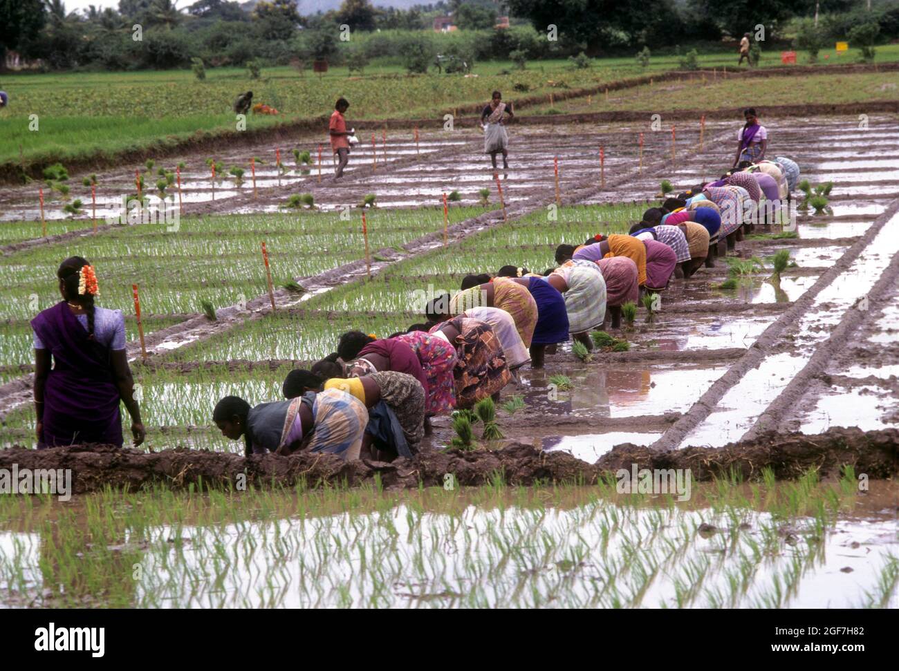 Reisfelder, die das Feld umpflanzen, Tamil Nadu, Indien Stockfoto