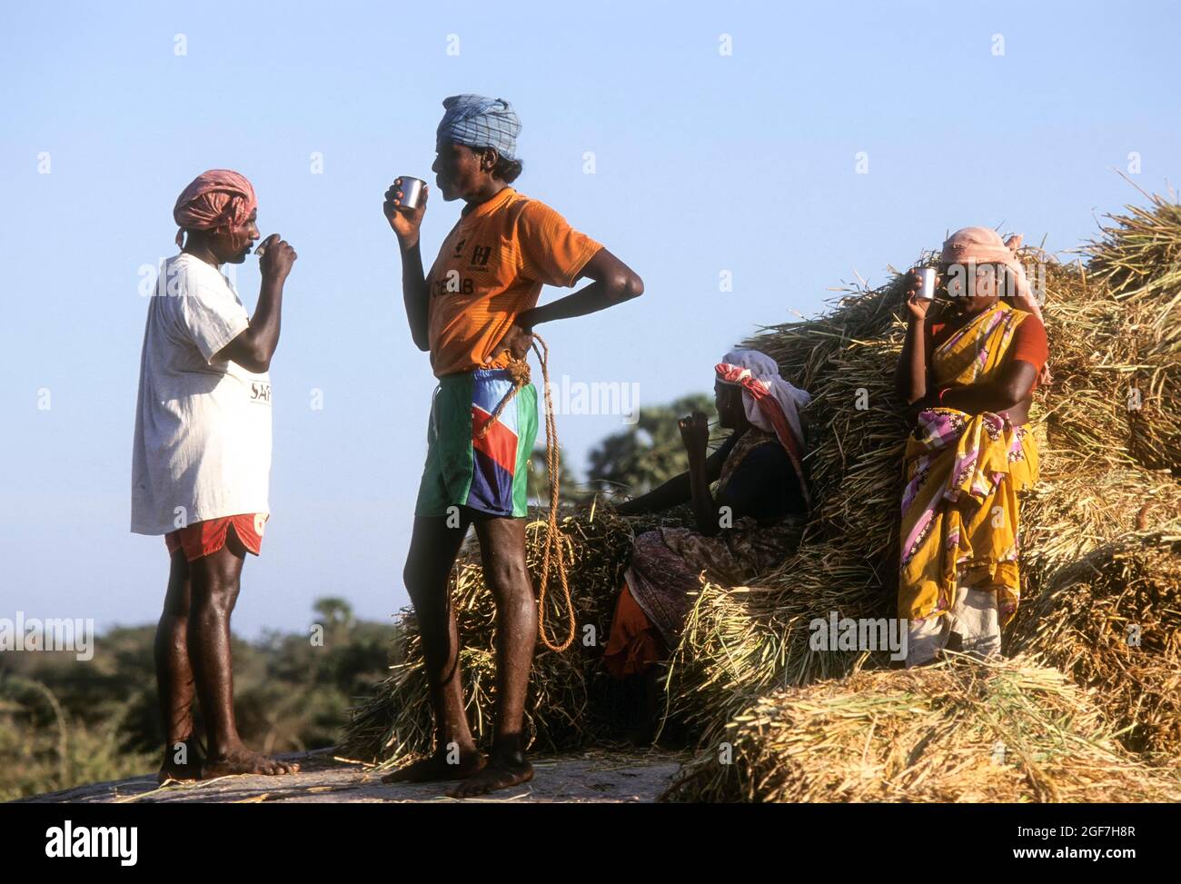 Trinken Sie Tee beim Dreschen in Karaikudi, Tamil Nadu, Indien Stockfoto
