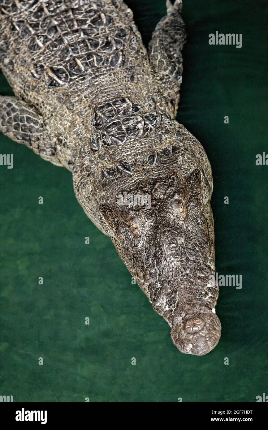Amerikanisches Krokodil (Crocodylus acutus) im Wasser von oben, Nationalpark Jardines de la Reina, Archipel, Camagueey und Ciego de Avila Stockfoto