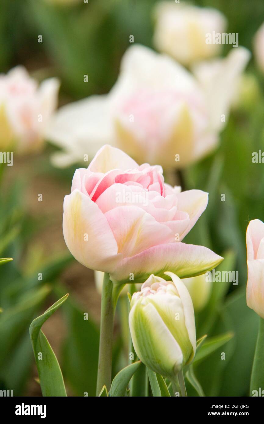 Nahaufnahme der Terry Foxtrot-Blume in weiß-rosa Tulpe. Feld von blühenden Tulpen im Freien Stockfoto