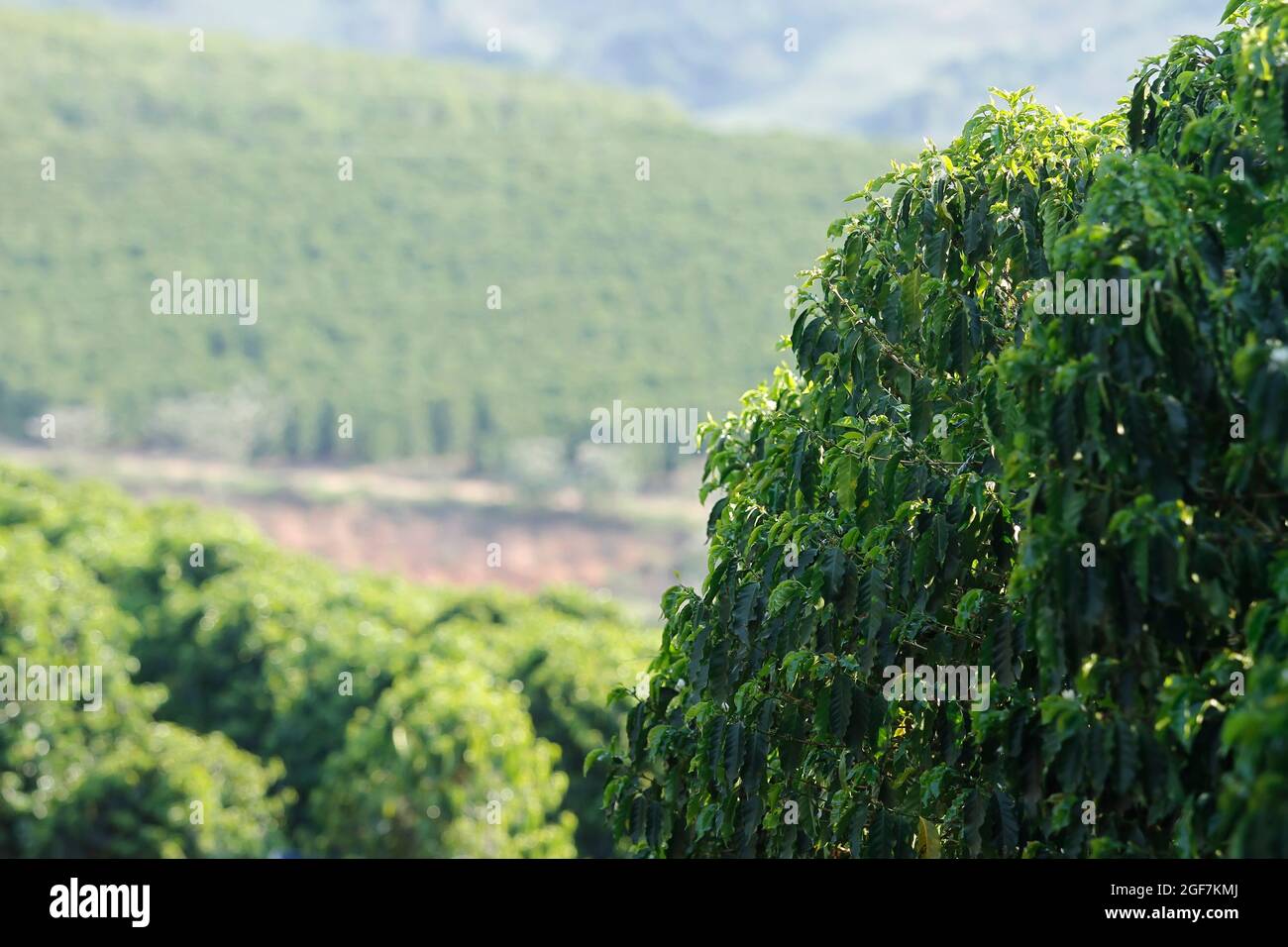 Kaffeeplantage in den Bergen des Bundesstaates Minas Gerais - Kaffeefarm in Brasilien - Cafe do Brasil Stockfoto