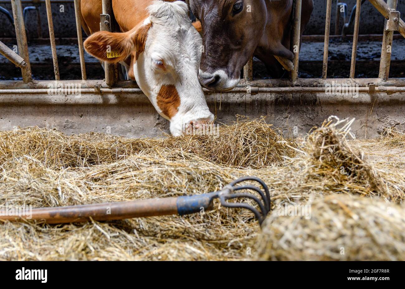 Kühe, die Heu in der Scheune auf einem Bauernhof essen. Stockfoto