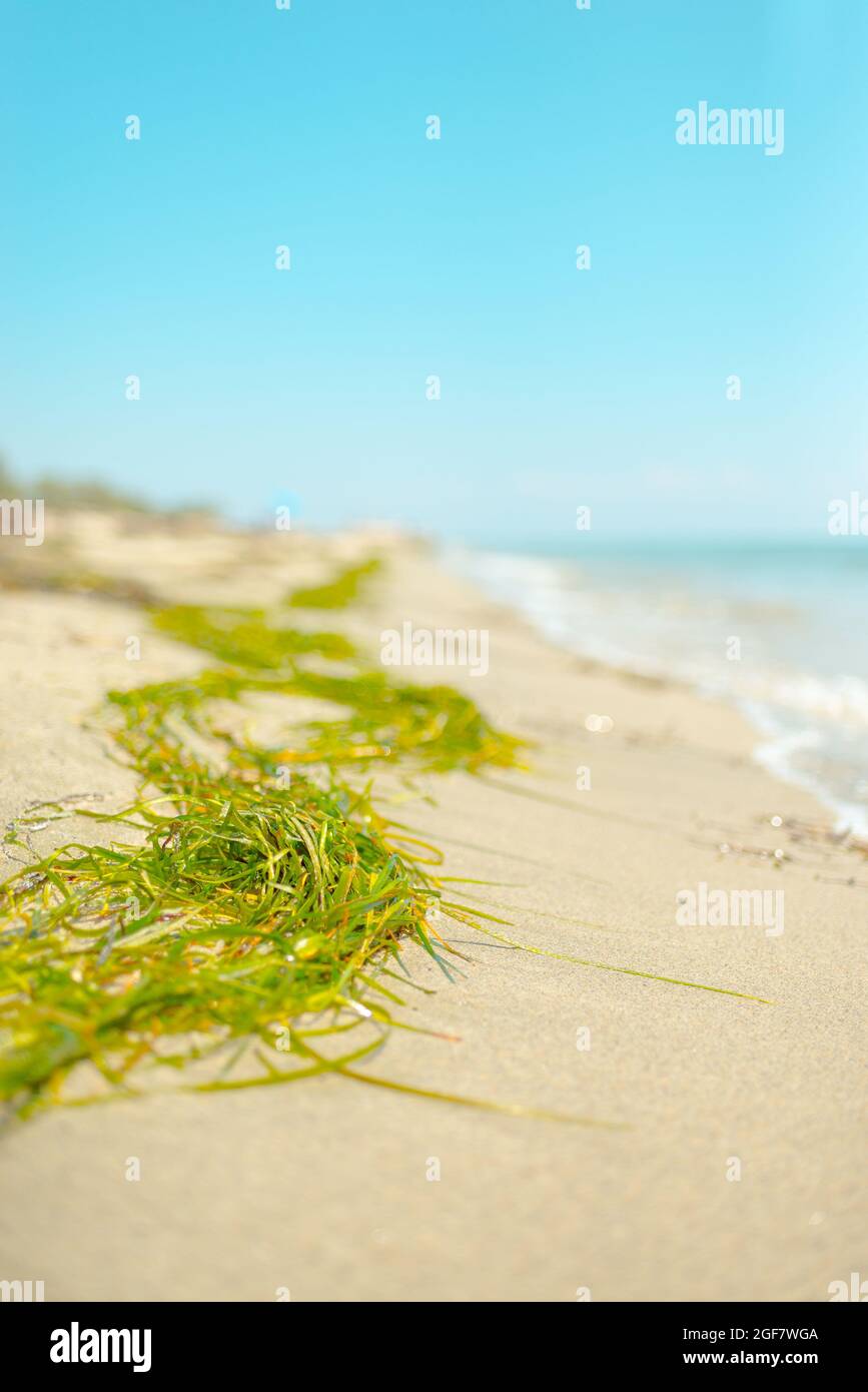 Grüne Algen am Strand, sommerliche Landschaft Stockfoto