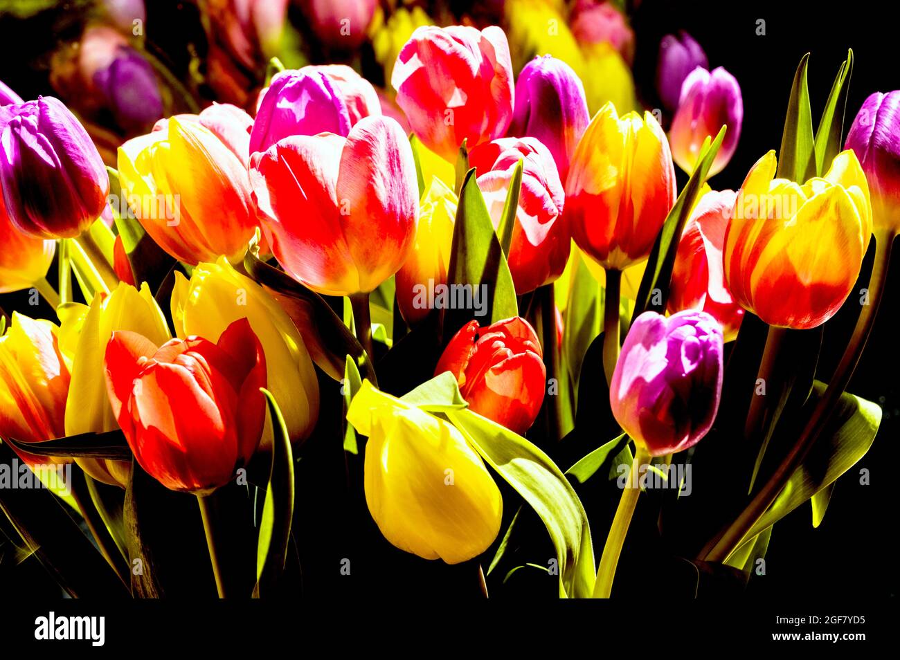 Bunte Tulpen; Bunter Tulpenstraß Stockfoto