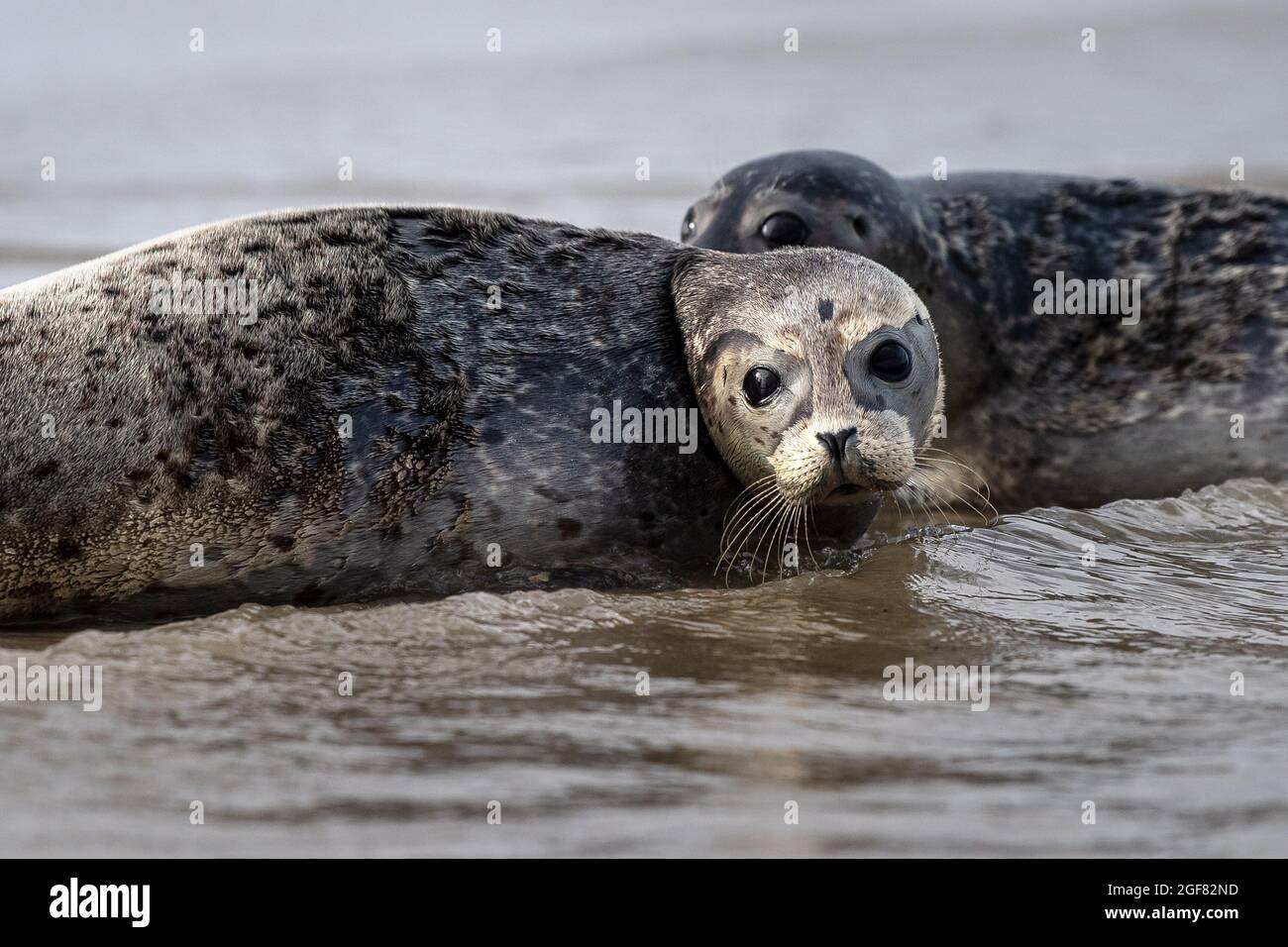 Juist, Deutschland. August 2021. Robben kriechen von der östlichen Spitze der Insel Juist ins Wasser. Die Seehundzählung im niedersächsischen Wattenmeer in diesem Sommer brach das zweite Jahr in Folge die 10,000-Marke - zwischen Ems und Elbe wurden auf den 15 Flügen zwischen Juni und August 10,277 Seehunde gezählt. Quelle: Sina Schuldt/dpa/Alamy Live News Stockfoto
