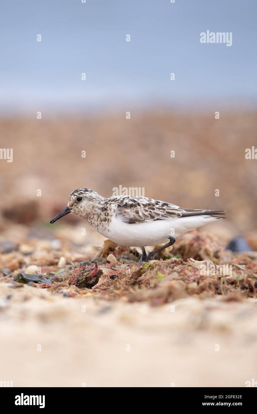 Sanderling (Calidris alba) Winterton Norfolk GB Großbritannien, 2021. August Stockfoto