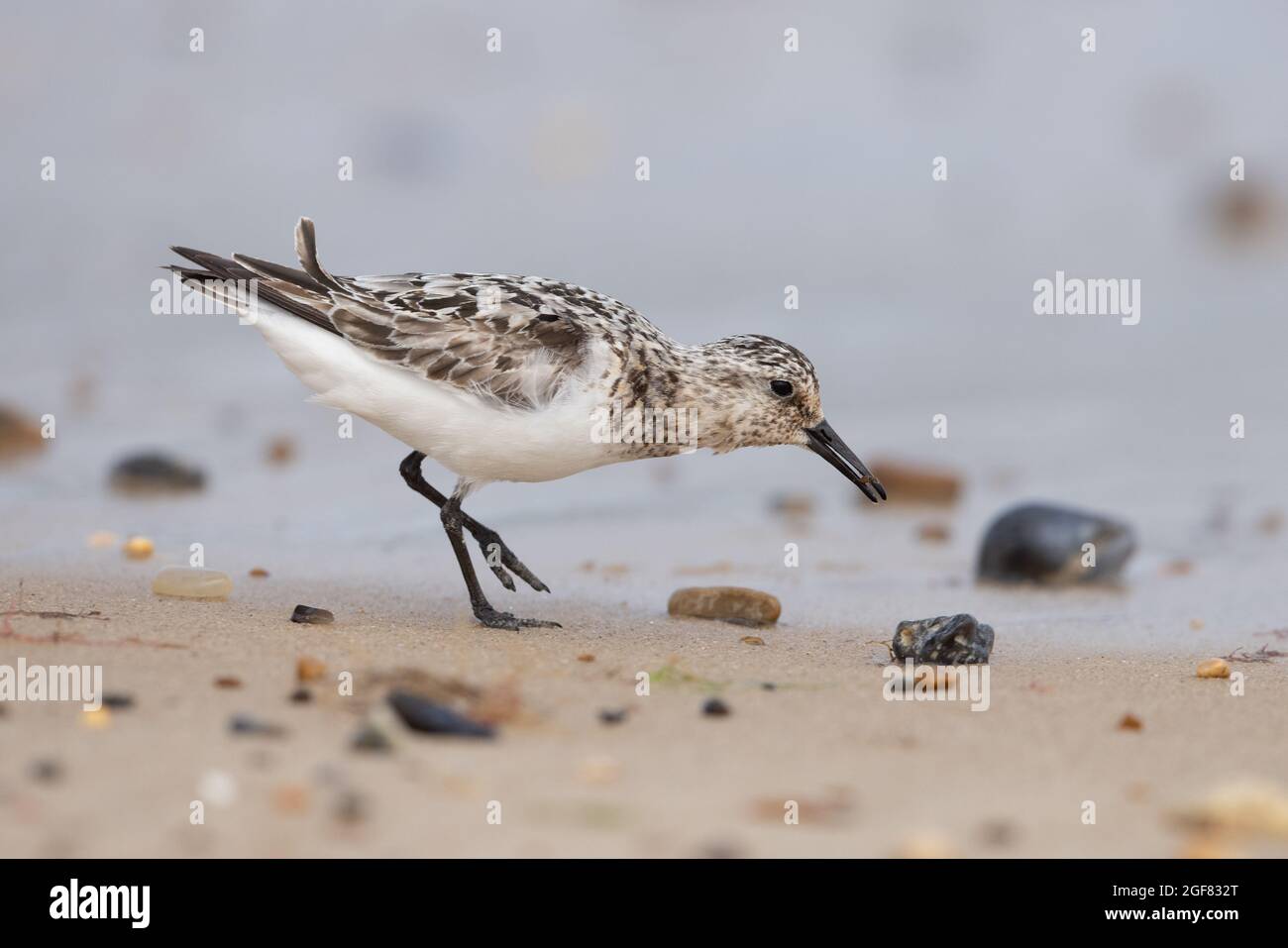 Sanderling (Calidris alba) Winterton Norfolk GB Großbritannien, 2021. August Stockfoto