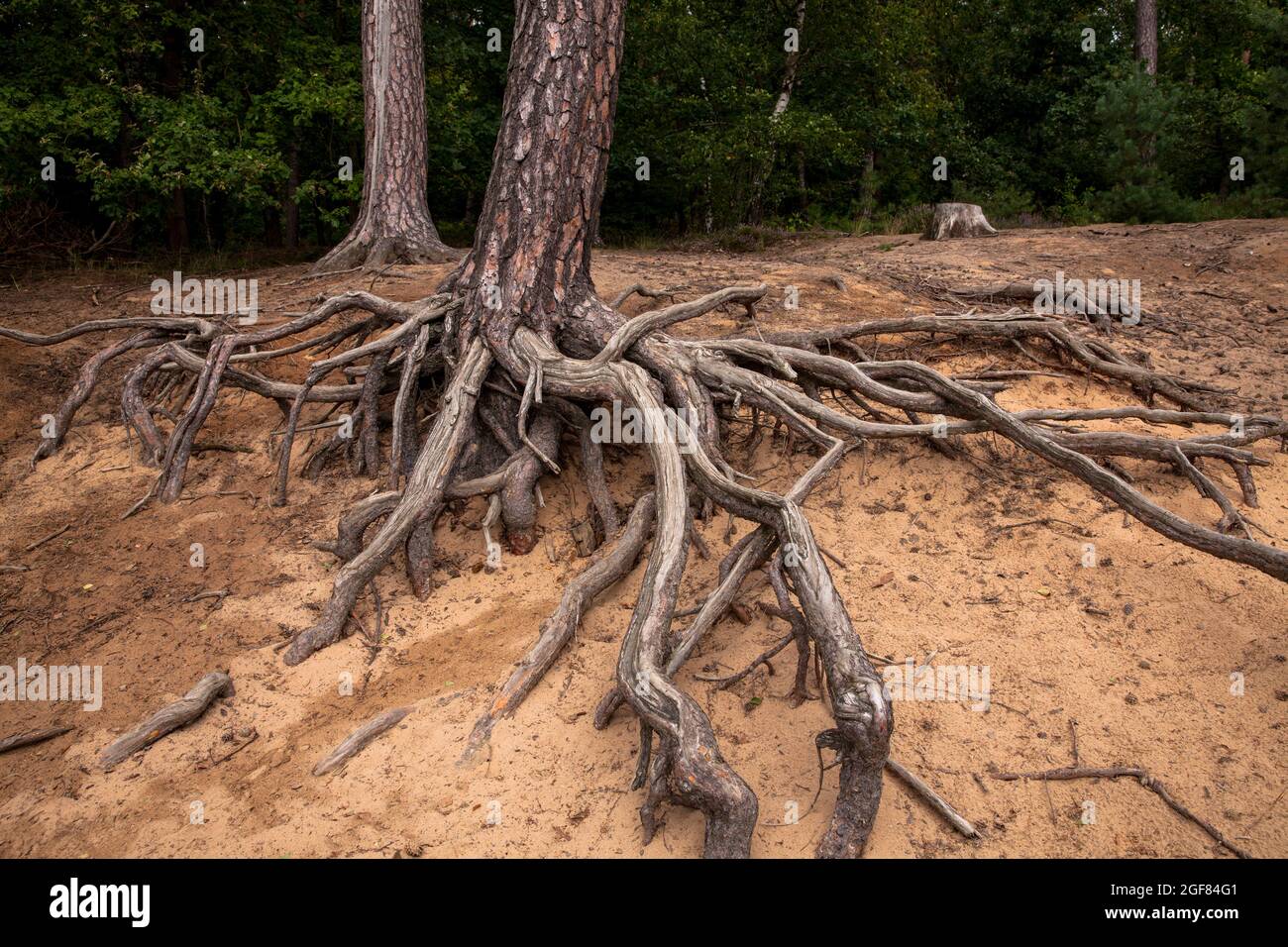 Wurzeln einer Kiefer auf dem Fliegenberg in der Wohner Heide, Troisdorf, Nordrhein-Westfalen, Deutschland. Wurzeln einer Kiefer am Fliegenberg in der Stockfoto