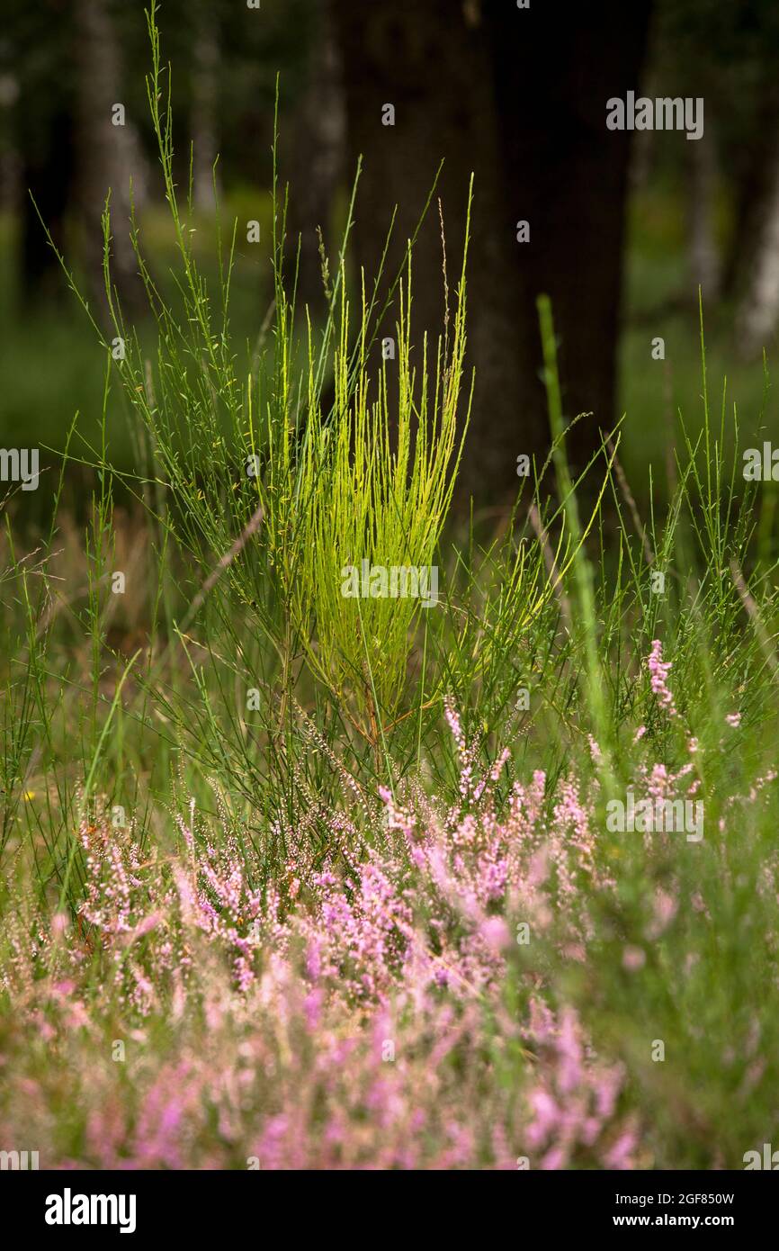 Blühende Heidekraut (Calluna vulgaris) und Brrom-Bürste in der Wahner Heide bei Telegraphen, Troisdorf, Nordrhein-Westfalen, Deutschland. bl Stockfoto