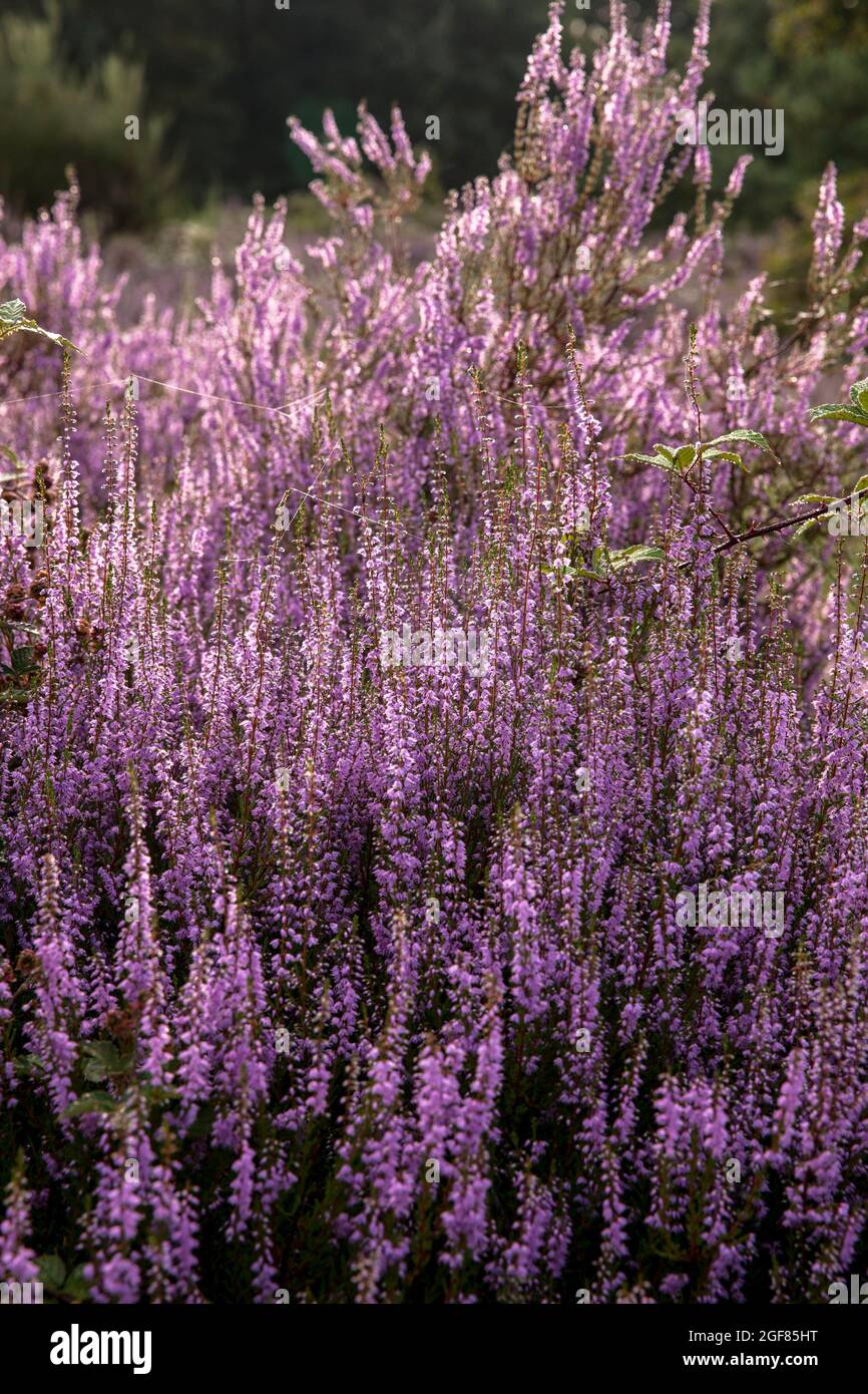Blühende Heidekraut (Calluna vulgaris) in der Wahner Heide auf dem Fliegenberg, Troisdorf, Nordrhein-Westfalen, Deutschland. Bluehende Besenheide Stockfoto