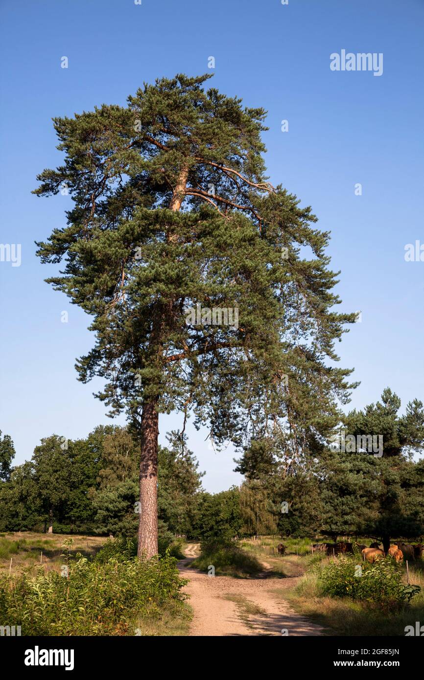 Eine Kiefer in der Wahner Heide, Köln, Nordrhein-Westfalen, Deutschland. Kiefer in der Wahner Heide, Köln, Nordrhein-Westfalen, Deutschland. Stockfoto