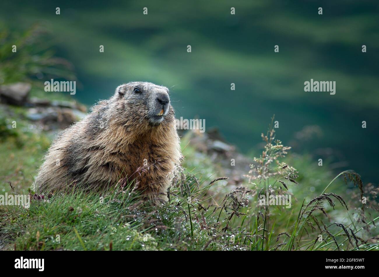 Murmeltiere auf der Kaiser-Franz-Josefs Höhe an der Großglockner Alpine Route, Kärnten, Österreich Stockfoto