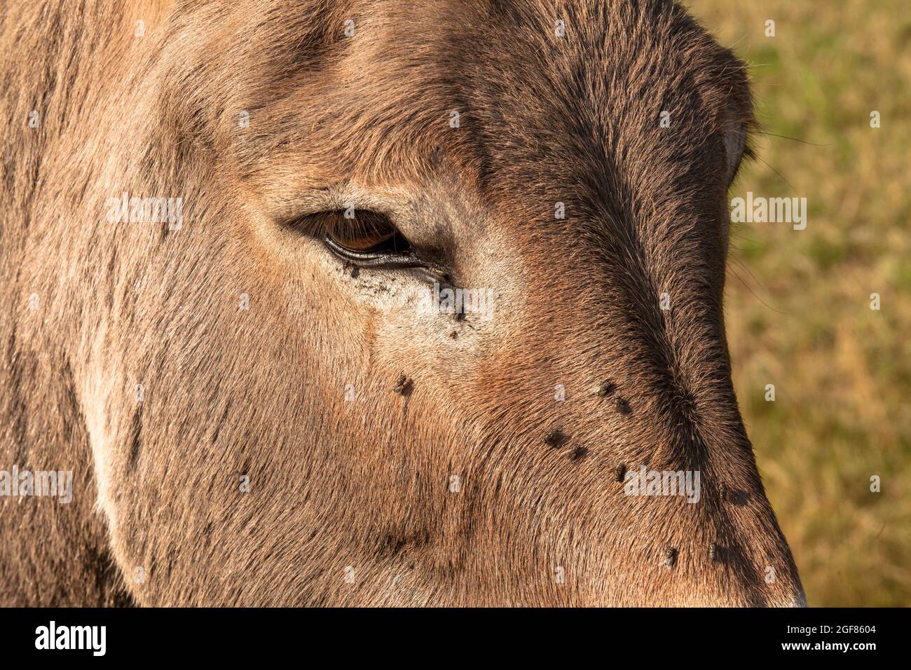 Fliegen trinken Tränenflüssigkeit am Auge eines Esels, Wahner Heath, Köln, Deutschland. Fliegen trinken am Auge eines Esels Traenfluessigkeit, Wahner Heide, Stockfoto