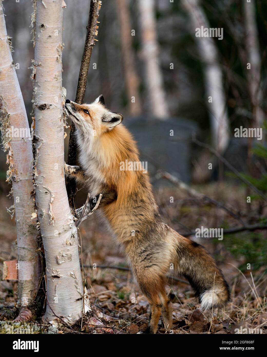 Roter einzigartiger Fuchs, der auf Hinterbeinen bei einer Birke auf der Suche nach ihrer Beute steht, mit einem verwackerten Waldhintergrund in der Frühjahrssaison in seiner Umgebung. Fuchs. Stockfoto