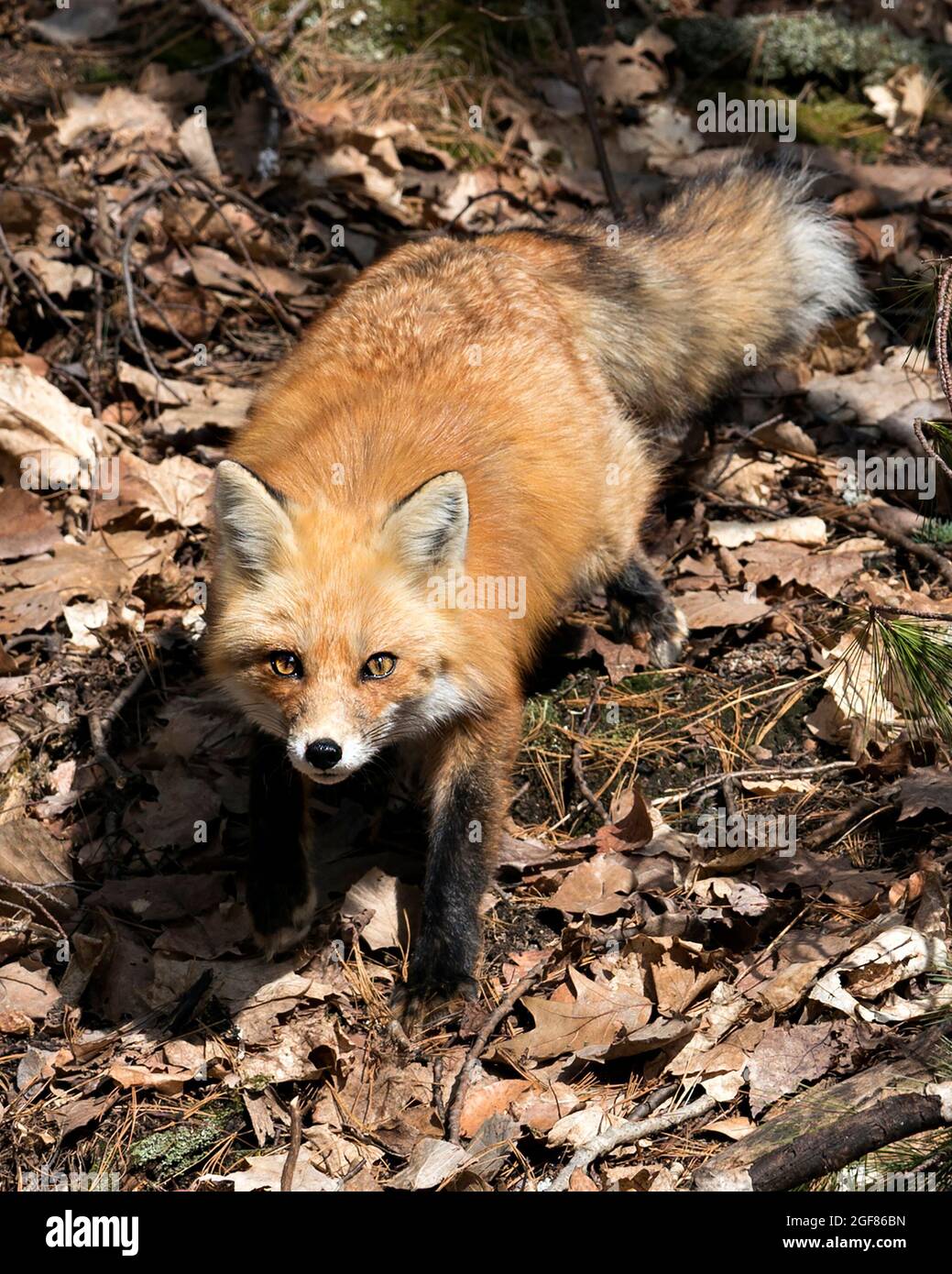 Rotfuchs Nahaufnahme beim Blick auf die Kamera in der Frühjahrssaison mit verschwommenem Waldhintergrund in seiner Umgebung und seinem Lebensraum. Fox-Bild. Bild. Hochformat. Stockfoto