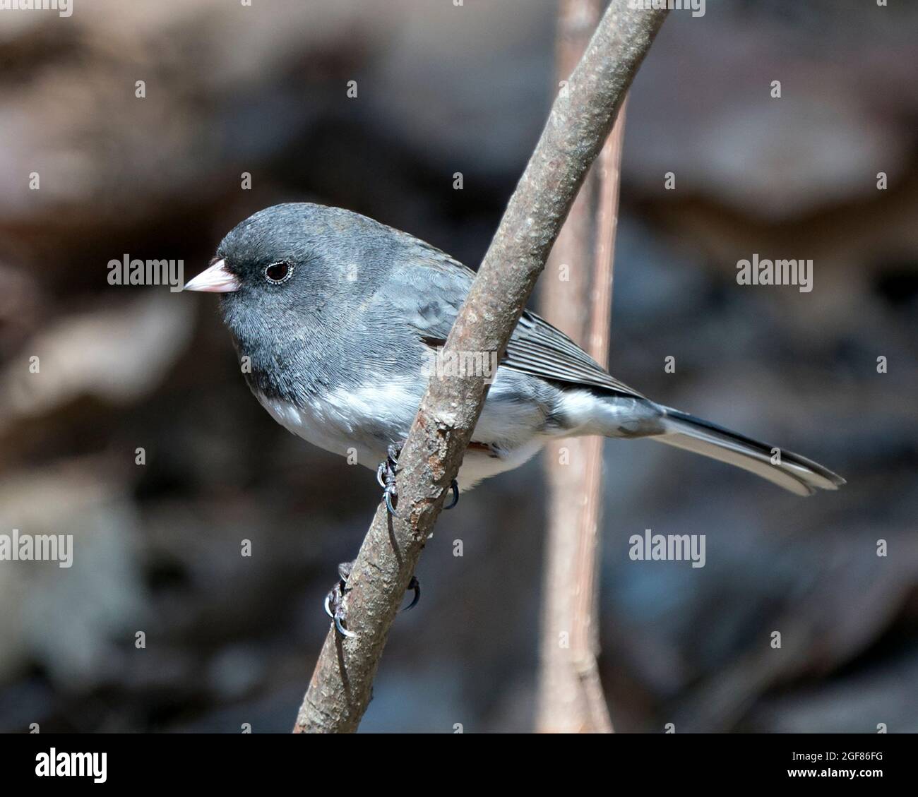 Jungvögel, die auf einem Ast thront und ein graues Federgefieder, Kopf, Auge, Schnabel, Füße, Mit einem unscharfen Hintergrund in seiner Umgebung und seinem Lebensraum. Stockfoto