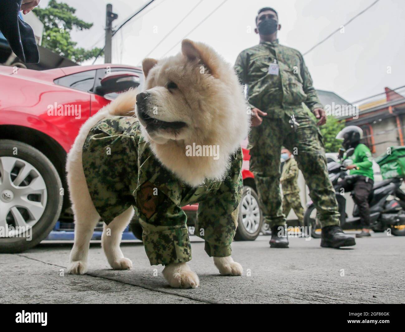 MANILA, 24. August 2021 (Xinhua) -- Fabio, ein Chow Chow Hund, der liebevoll als "Puppy Officer 1" in imitierter Polizeiuniform bezeichnet wird, wird mit einem Mitglied der philippinischen Nationalpolizei in der Nähe eines COVID-19 Kontrollpunkts in Manila, Philippinen, am 24. August 2021 gesehen. Die sechsmonatige Fabio gehört der Polizistin Mary Ann Hernandez, die ihrem Hund erlaubt, in der Nähe des Kontrollpunkts COVID-19 zu bleiben, um den Stress der Bewohner und Passanten während der Pandemie zu lindern. (Xinhua/Rouelle Umali) Stockfoto