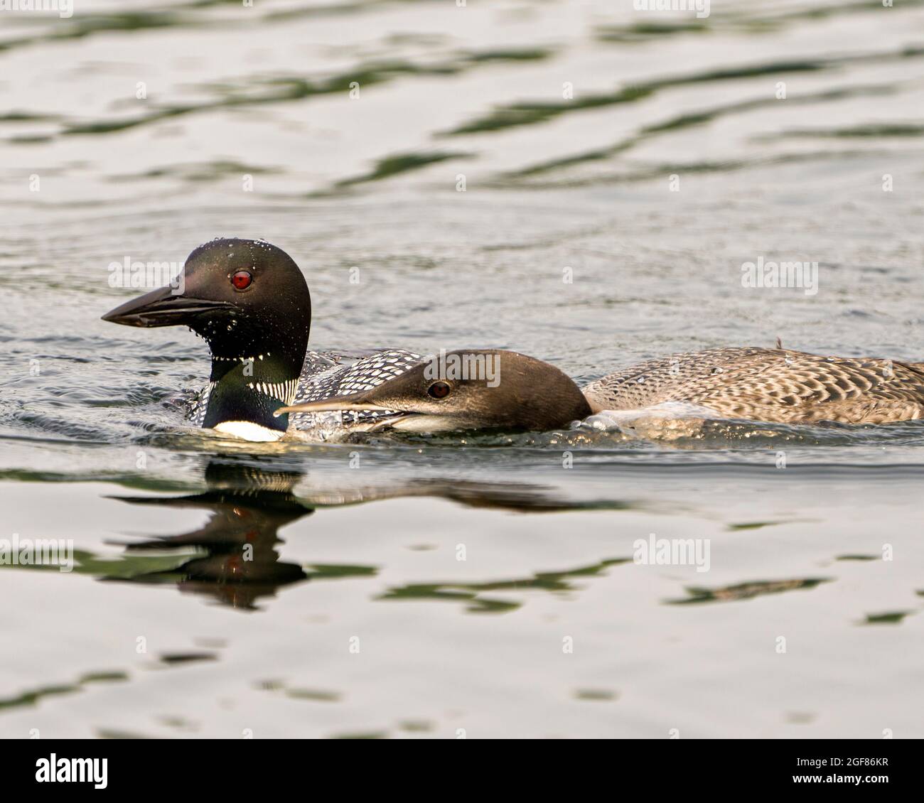 Gewöhnlicher Loon mit jungen unreifen Babyloonen in seiner Wachstumsphase, die in ihrer Umgebung und ihrem Lebensraum schwimmen. Loon-Bild. Hochformat. Bild. Stockfoto