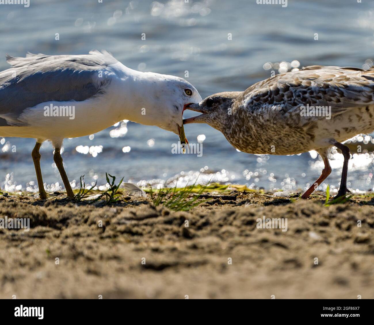 Möwenadulte füttern ihre junge Möwe am Strand mit einem unscharfen Hintergrundwasser in ihrer Umgebung und ihrem Lebensraum. Stockfoto