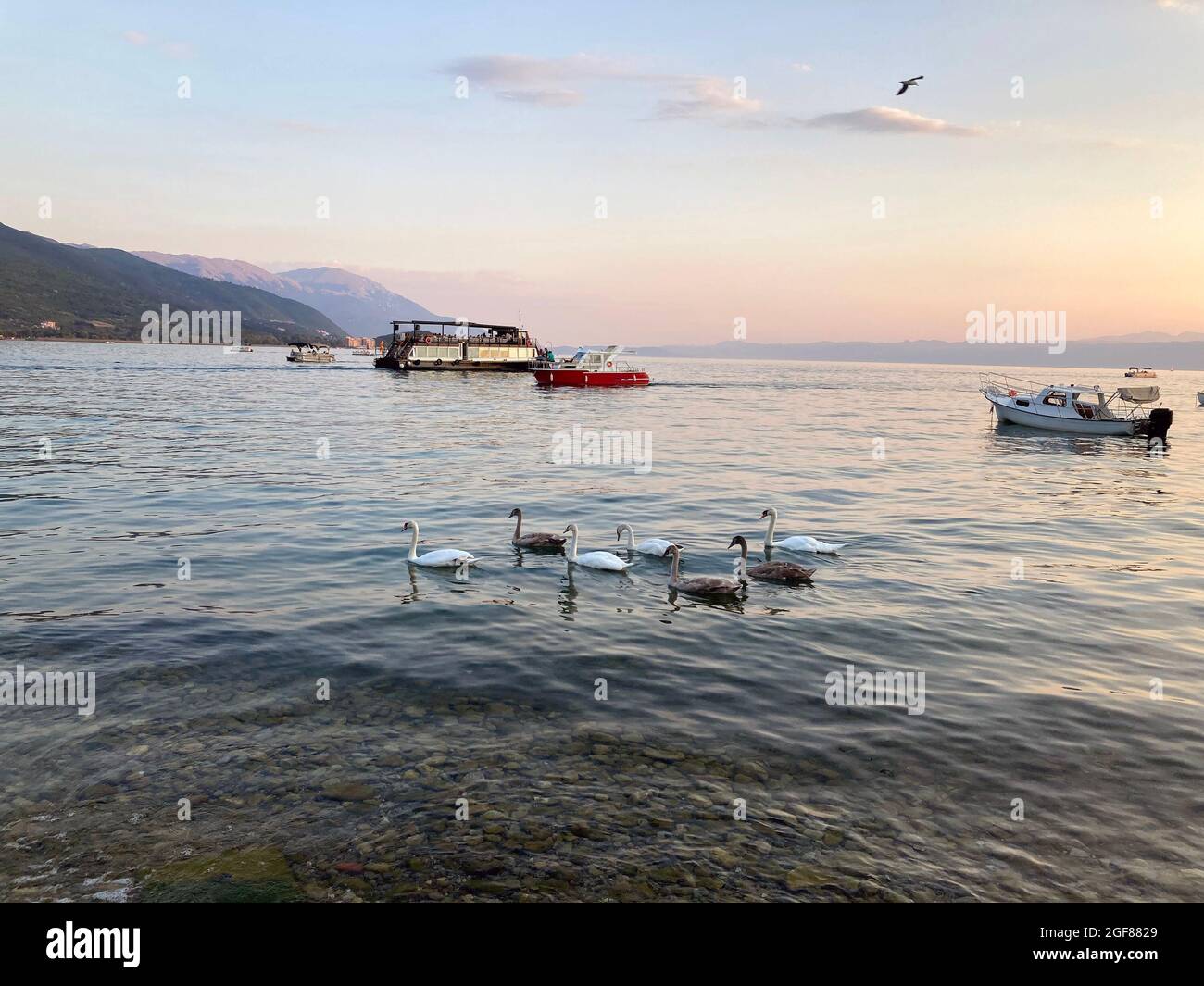 Schwanenschar schwimmt während des Sonnenuntergangs auf dem Ohridsee Stockfoto